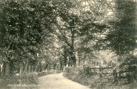 Picture of Lane to Seaview c1910